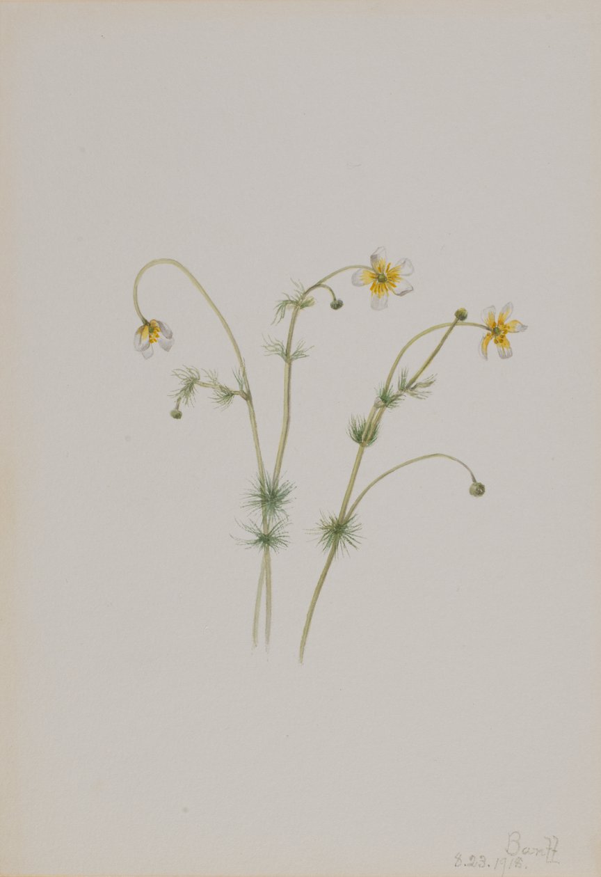 Water Crowfoot Batrachium trichophyllum, 1918. 作者 玛丽·沃克斯·沃尔科特