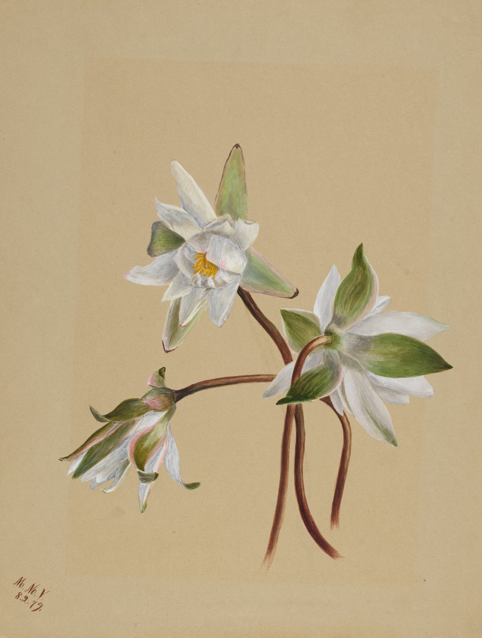 睡莲 Castalia odorata, 1879. 作者 玛丽·沃克斯·沃尔科特