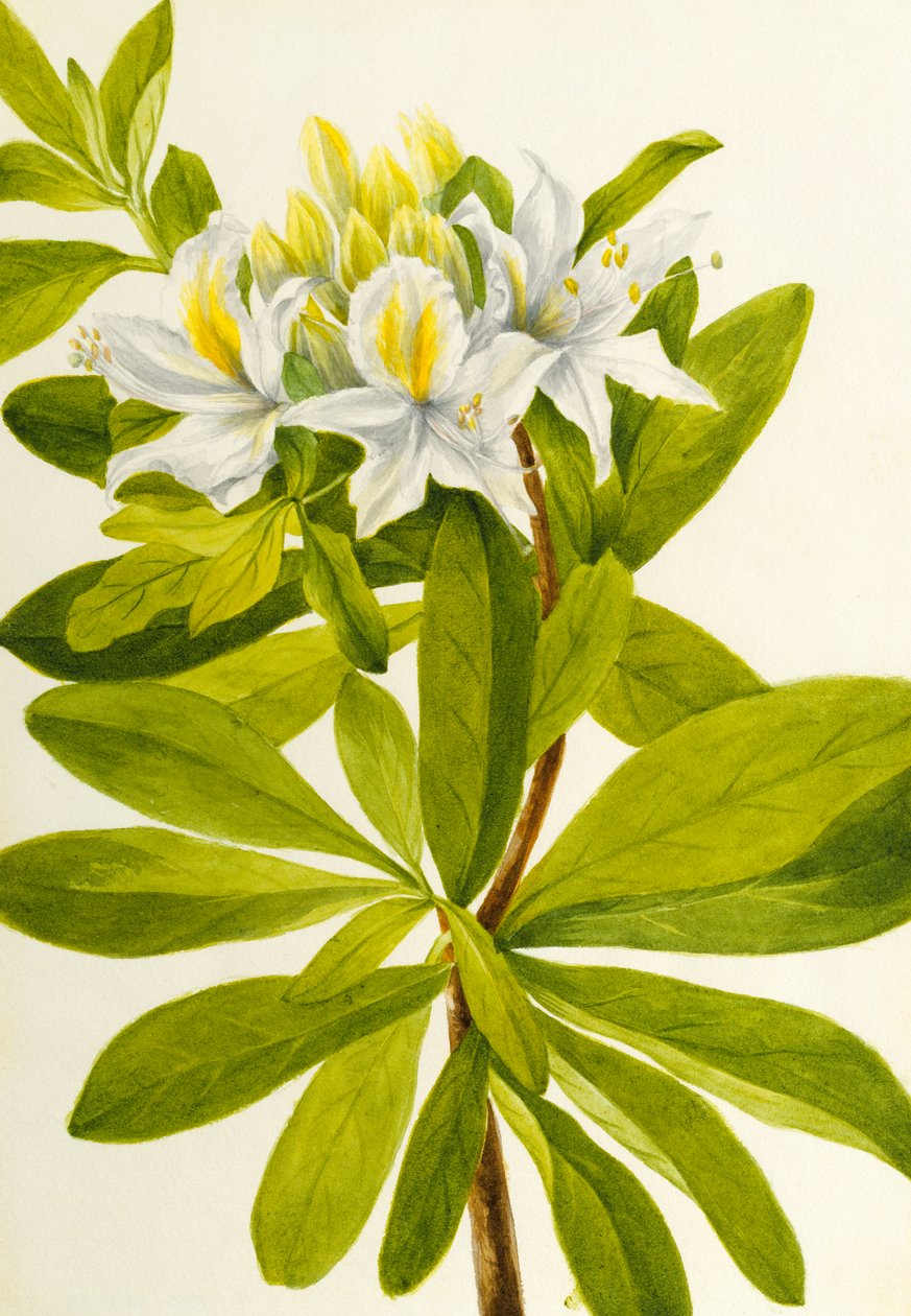 西方的杜鹃花杜鹃花，未注明。 作者 玛丽·沃克斯·沃尔科特
