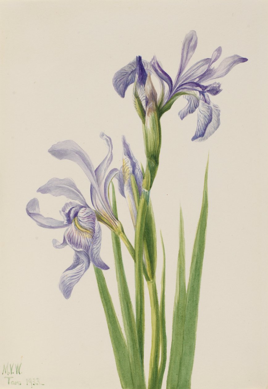 西部蓝旗 Iris missouriensis, 1933. 作者 玛丽·沃克斯·沃尔科特