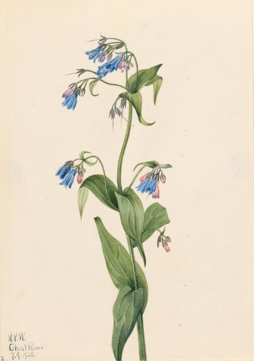 Western Bluebells Mertensia paniculata, 1920. 作者 玛丽·沃克斯·沃尔科特