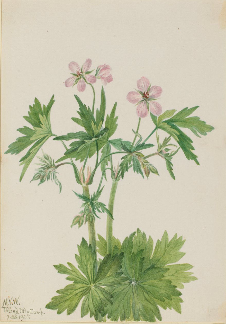 西洋鹤望兰（Geranium viscosissimum） 作者 玛丽·沃克斯·沃尔科特