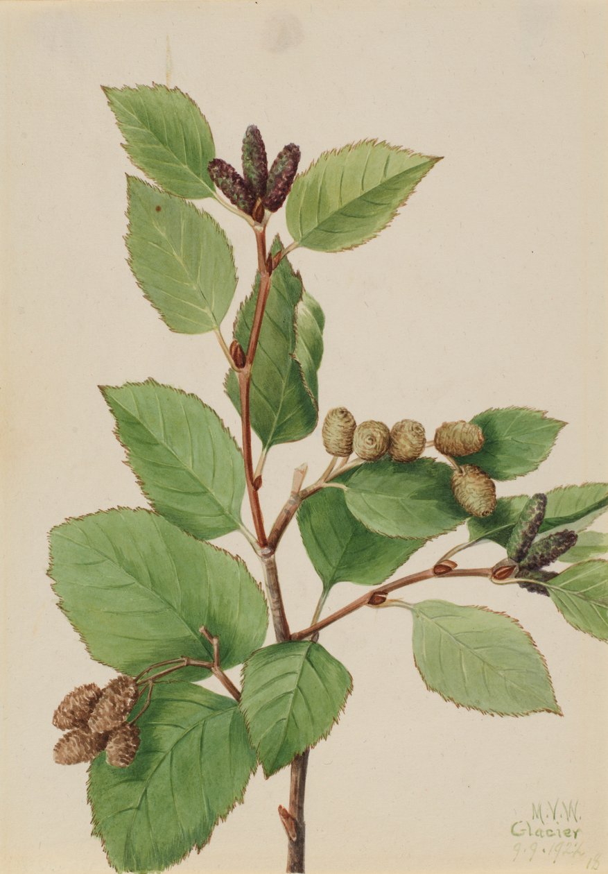 西部绿桤木（Alnus sinuata） 作者 玛丽·沃克斯·沃尔科特