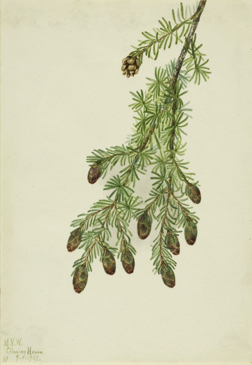 西洋铁杉（Tsuga heterophylla） 作者 玛丽·沃克斯·沃尔科特