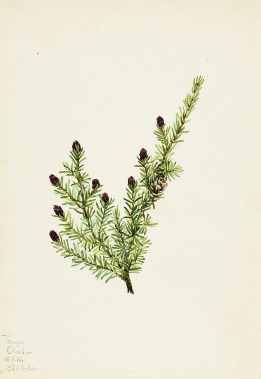 西洋铁杉（Tsuga heterophylla） 作者 玛丽·沃克斯·沃尔科特