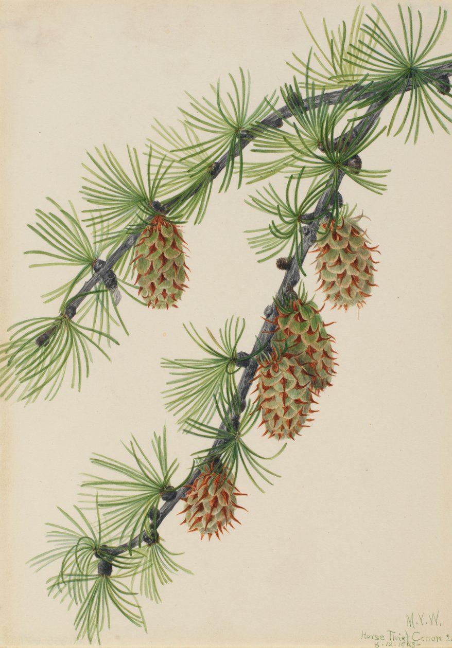 西部落叶松 Larix occidentalis, 1923. 作者 玛丽·沃克斯·沃尔科特