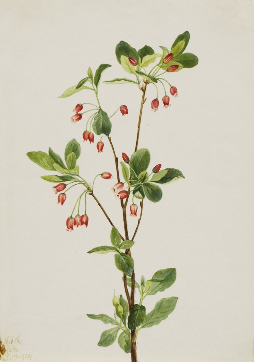 西门茜（Menziesia glabella） 作者 玛丽·沃克斯·沃尔科特