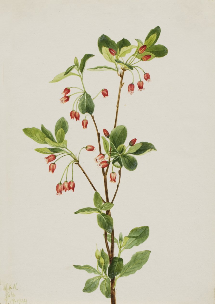 Western Menziesia Menziesia glabella, 1924. 作者 玛丽·沃克斯·沃尔科特