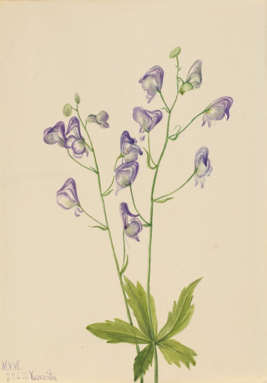 西洋接骨木（Aconitum columbianum） 作者 玛丽·沃克斯·沃尔科特