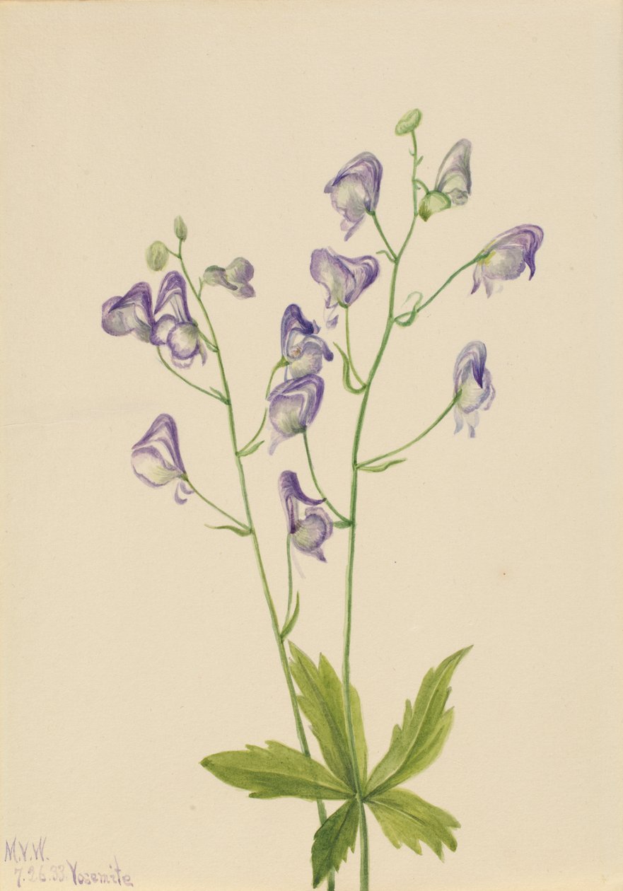 Western Monkshood Aconitum columbianum, 1933. 作者 玛丽·沃克斯·沃尔科特