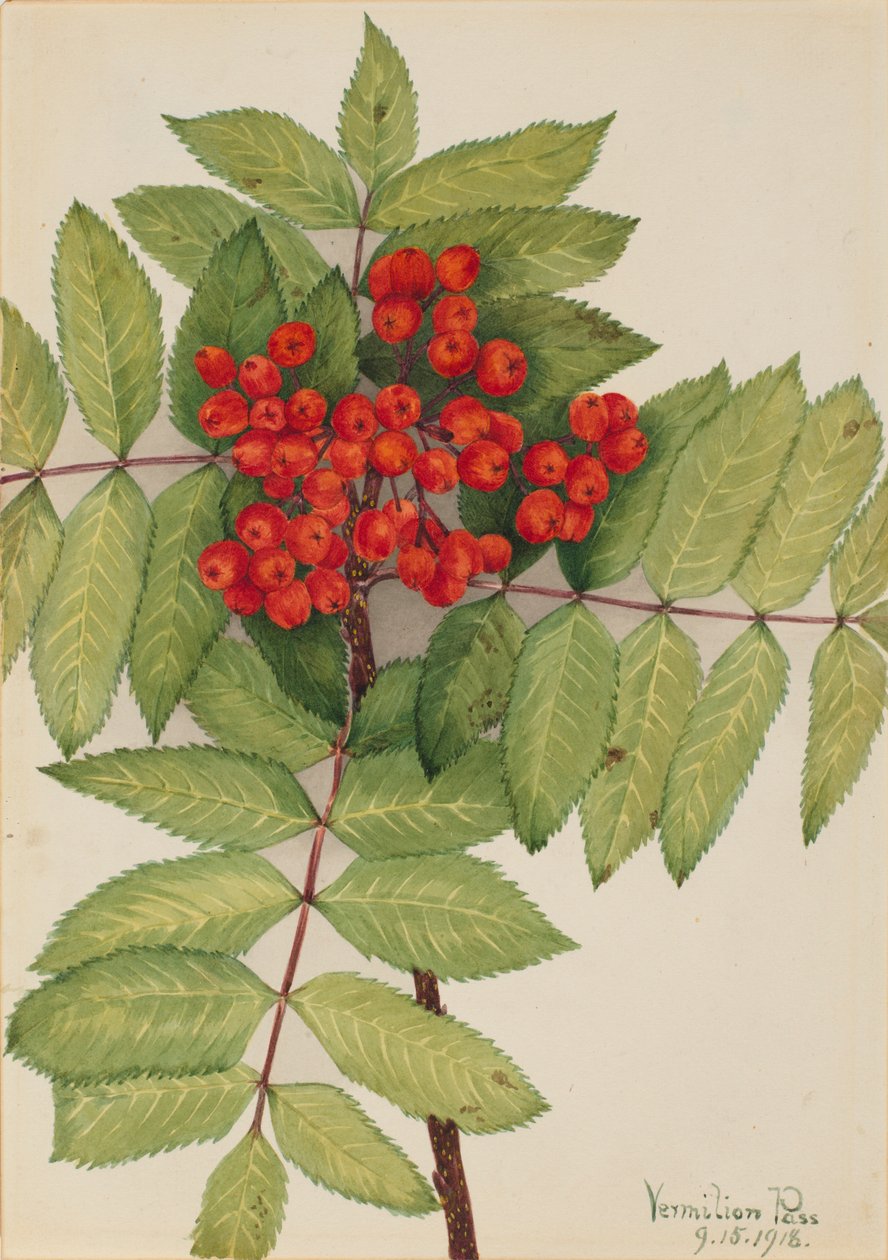 西山白蜡（Sorbus sambucifolia） 作者 玛丽·沃克斯·沃尔科特