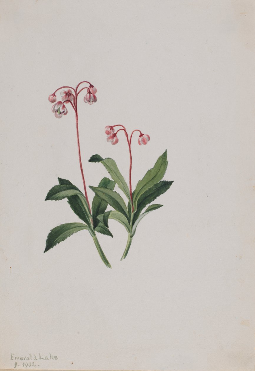 西洋琵琶（Chimaphila umbellata） 作者 玛丽·沃克斯·沃尔科特