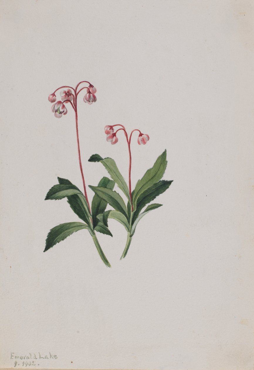 Western Pipsissewa Chimaphila umbellata, 1902. 作者 玛丽·沃克斯·沃尔科特