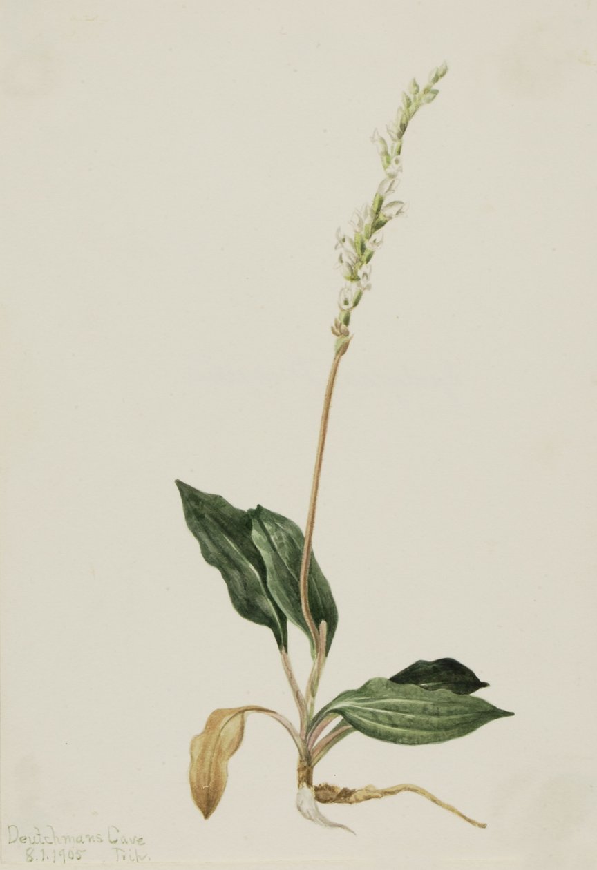 西部响尾蛇车前草（Peranium decipiens） 作者 玛丽·沃克斯·沃尔科特