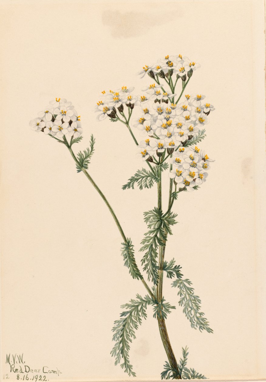 西洋蓍草（Achillea lanulosa） 作者 玛丽·沃克斯·沃尔科特
