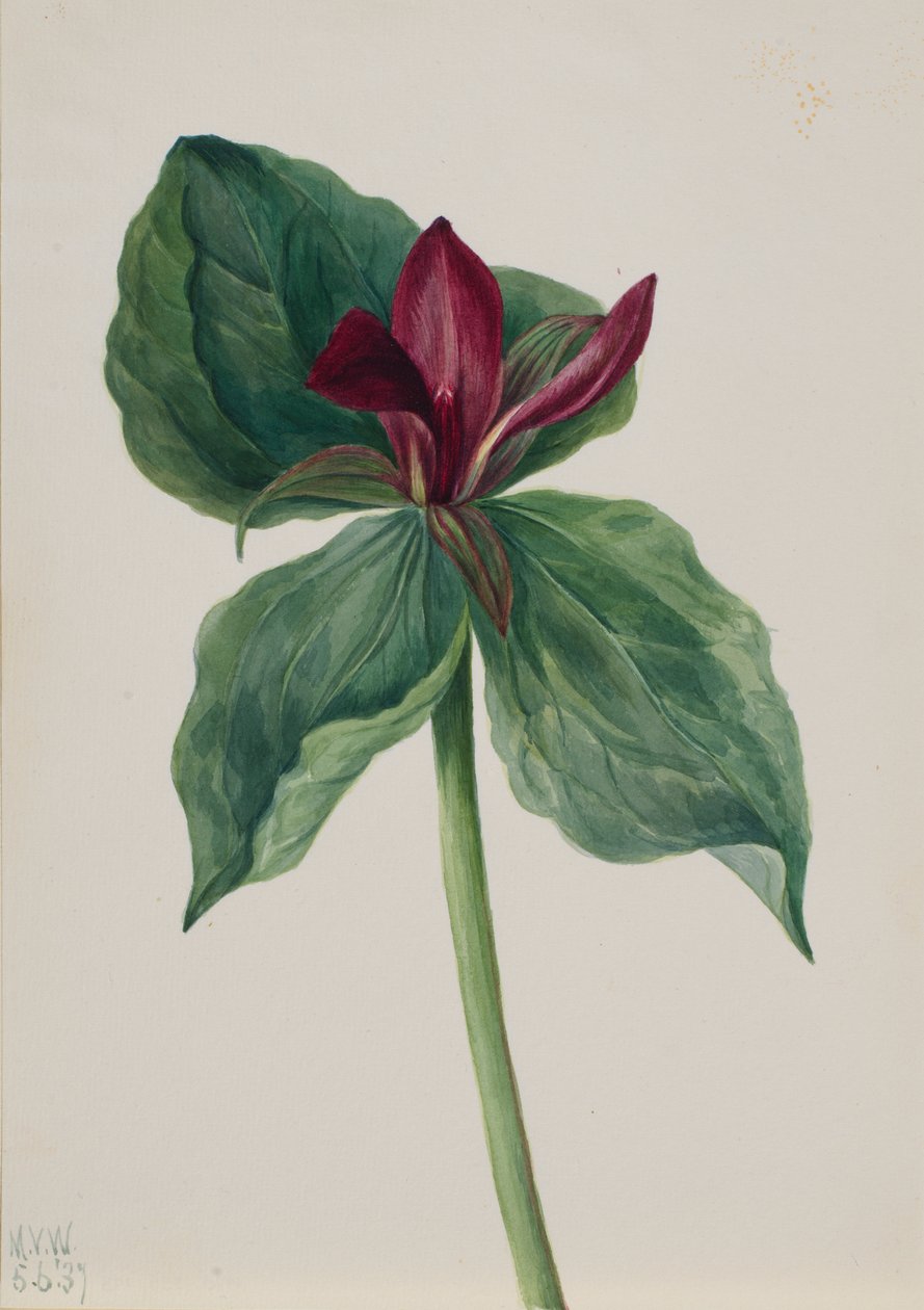 惠普威尔花（Trillium H.） 作者 玛丽·沃克斯·沃尔科特