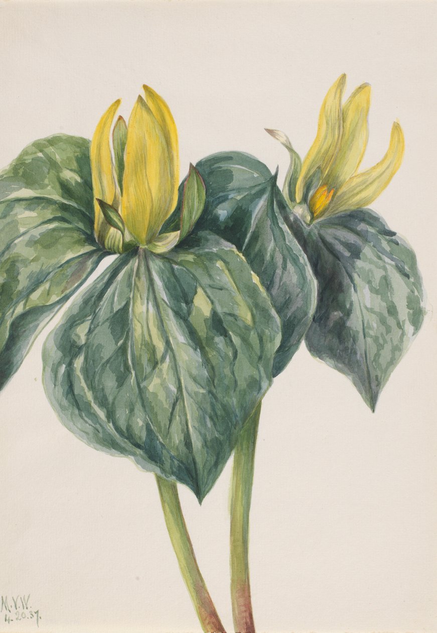 Whippoorwill花 Trillium hugeri, 1937. 作者 玛丽·沃克斯·沃尔科特