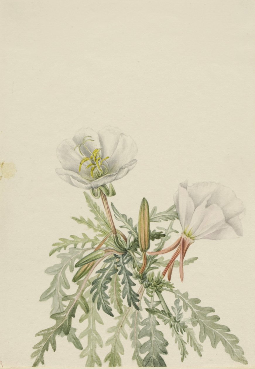 白拂晓草（Pachyloplus marginatus） 作者 玛丽·沃克斯·沃尔科特