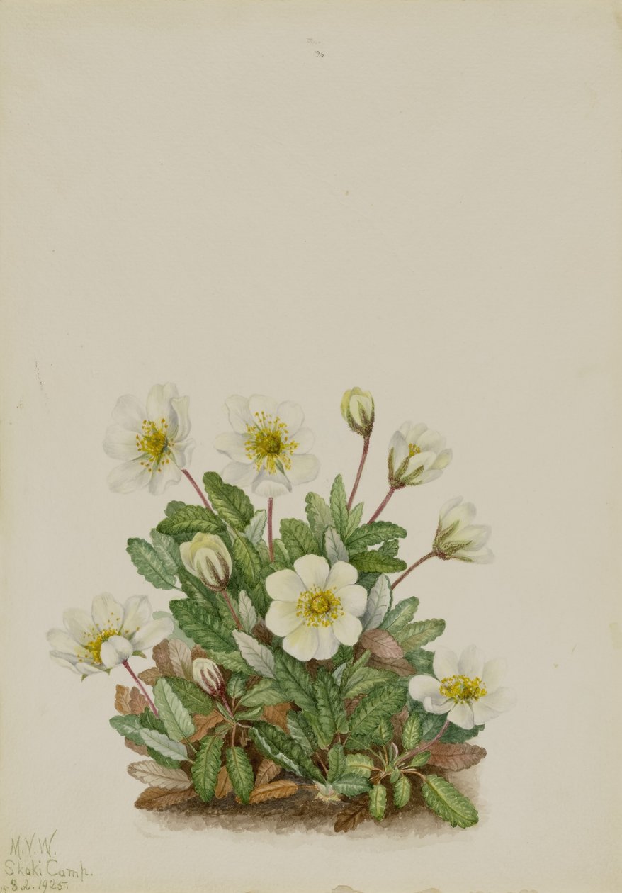 白色旱鸭子（Dryas octopetala） 作者 玛丽·沃克斯·沃尔科特
