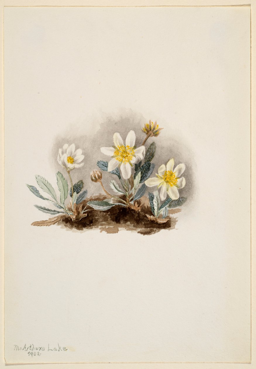 白色旱鸭子（Dryas octopetala） 作者 玛丽·沃克斯·沃尔科特