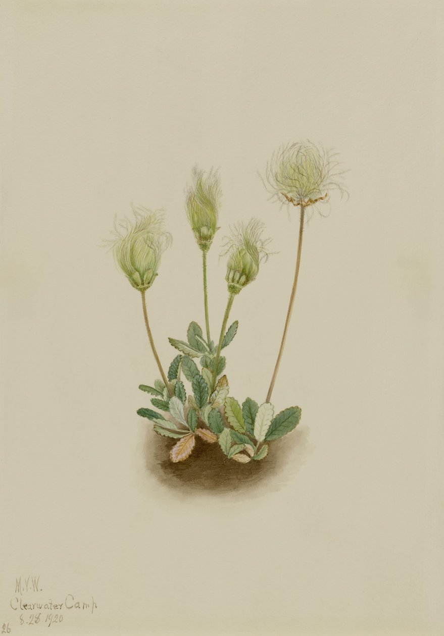 白色旱鸭子（Dryas octopetala） 作者 玛丽·沃克斯·沃尔科特