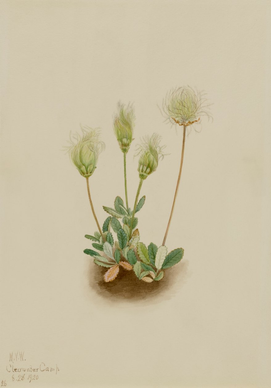 White Dryad Dryas octopetala, 1920. 作者 玛丽·沃克斯·沃尔科特