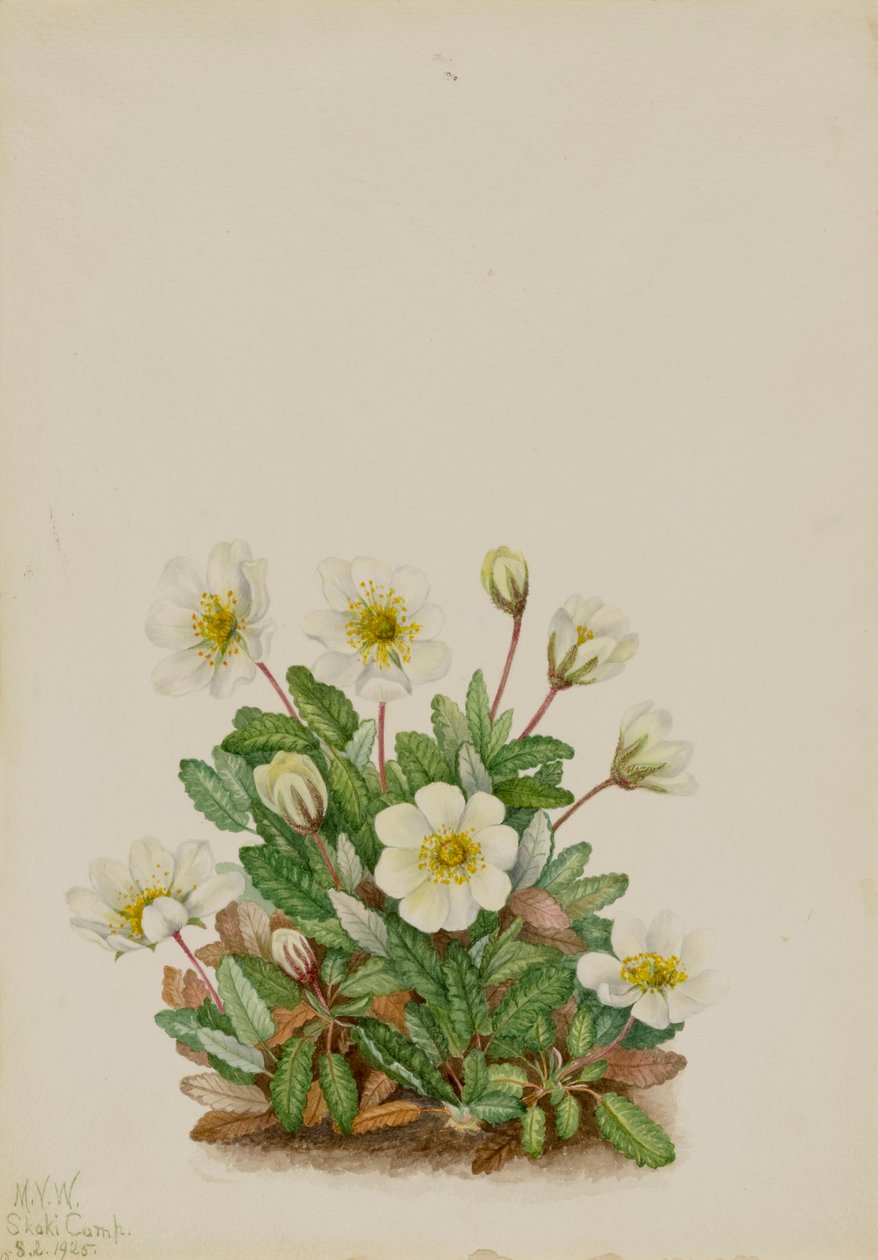 White Dryad Dryas octopetala, 1925. 作者 玛丽·沃克斯·沃尔科特