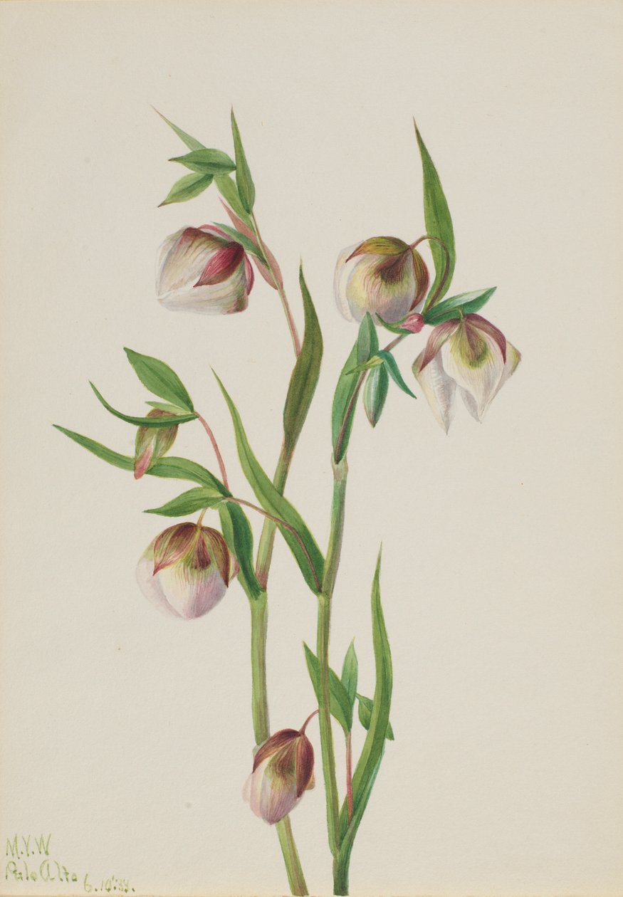 白色仙女灯（Calochortus albus） 作者 玛丽·沃克斯·沃尔科特