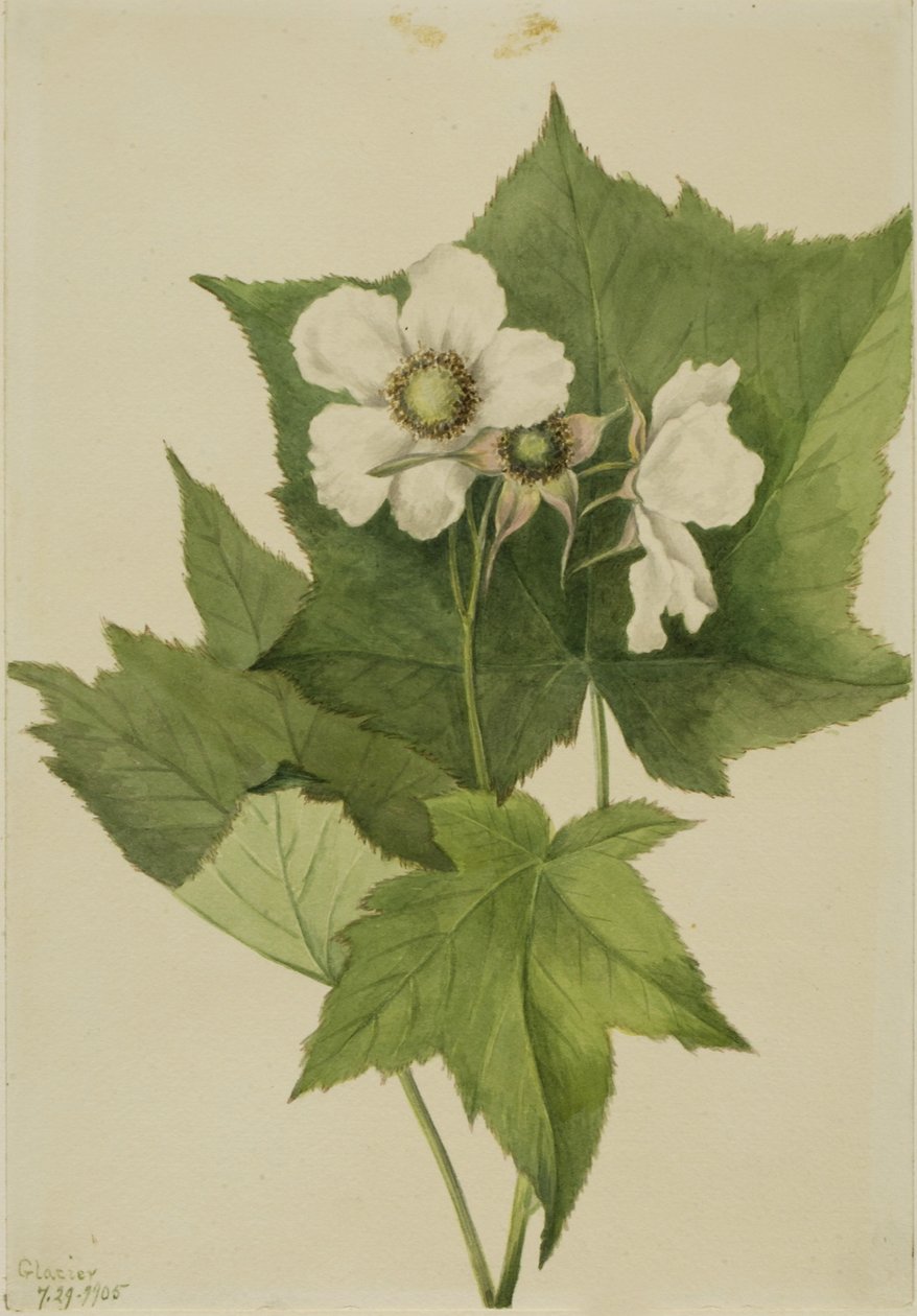 白花覆盆子（Rubus parviflorus） 作者 玛丽·沃克斯·沃尔科特