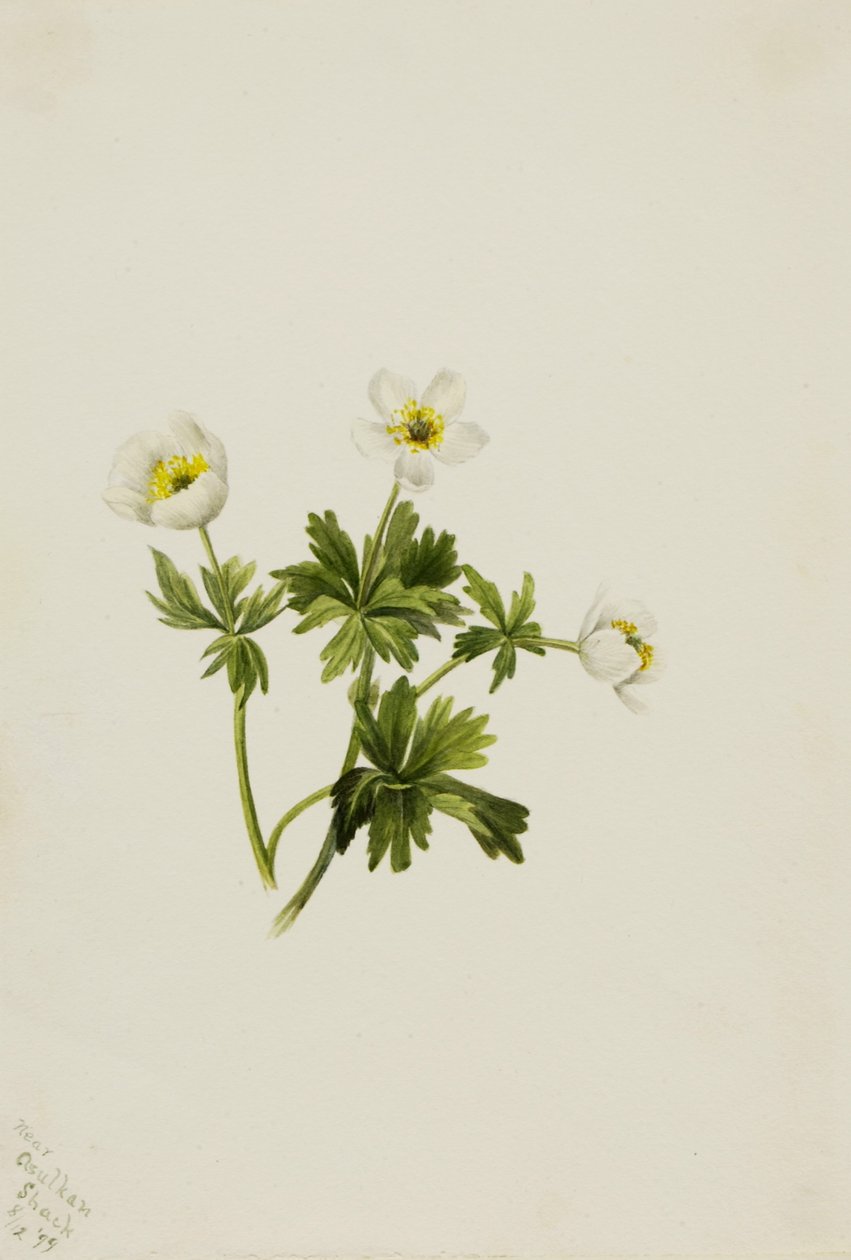 白球花（Trollius albiflorus） 作者 玛丽·沃克斯·沃尔科特