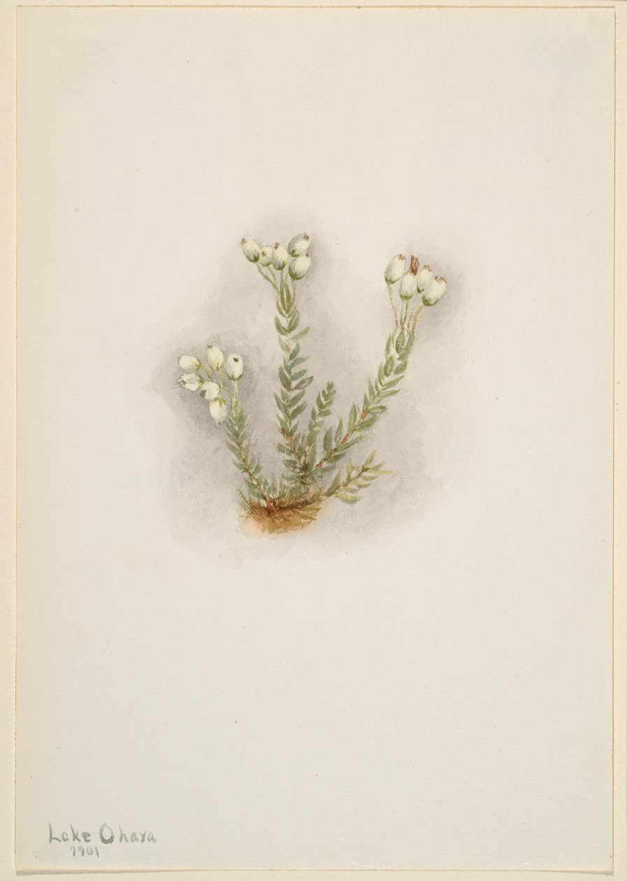 白色石南花（Phyllodoce grandiflora） 作者 玛丽·沃克斯·沃尔科特
