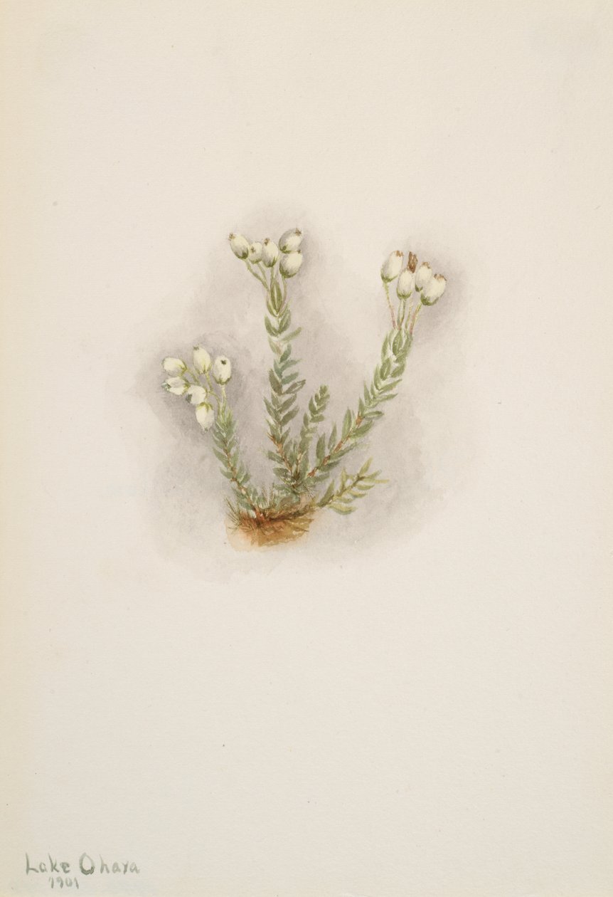 White Heather Phyllodoce grandiflora, 1901. 作者 玛丽·沃克斯·沃尔科特