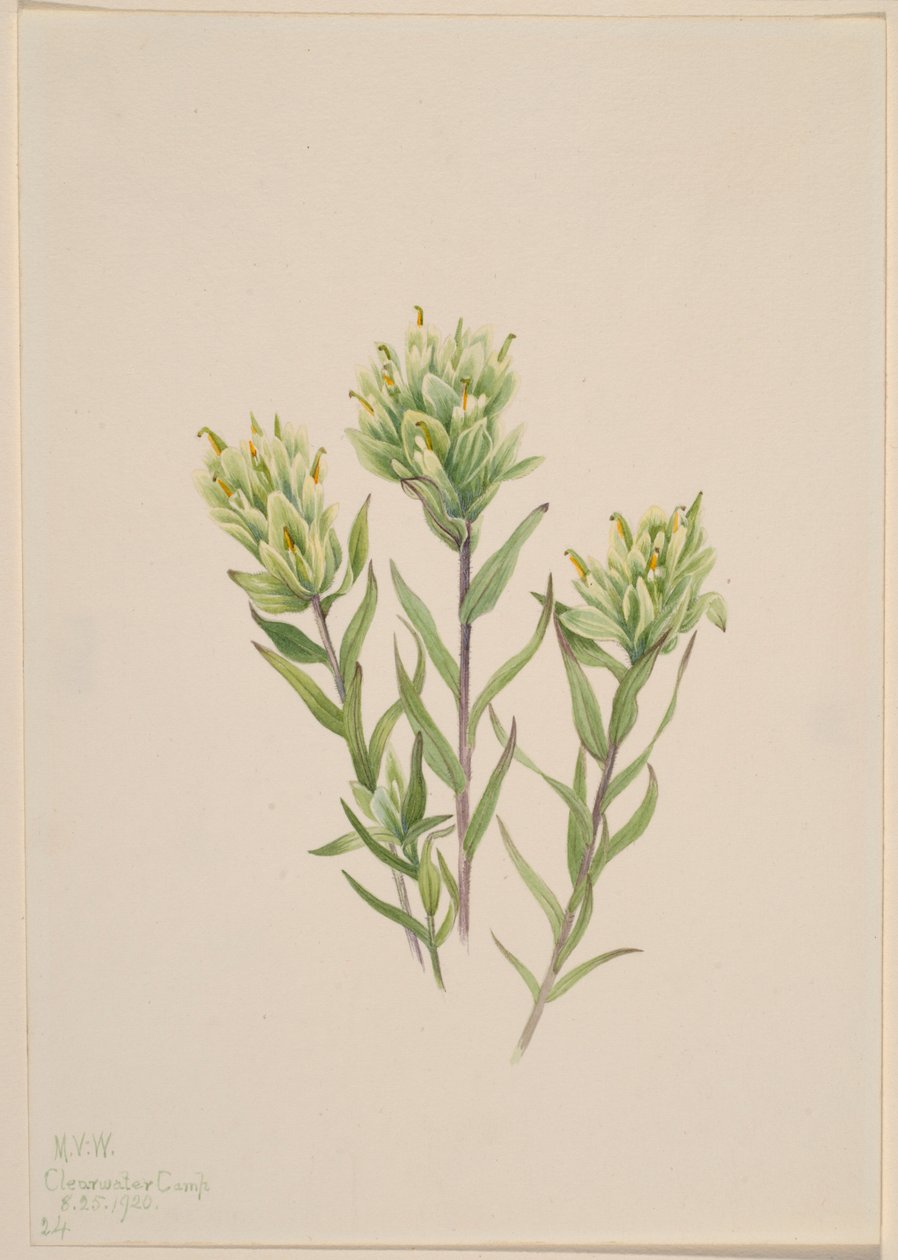 白色印度画眉草（Castilleja occidentalis） 作者 玛丽·沃克斯·沃尔科特