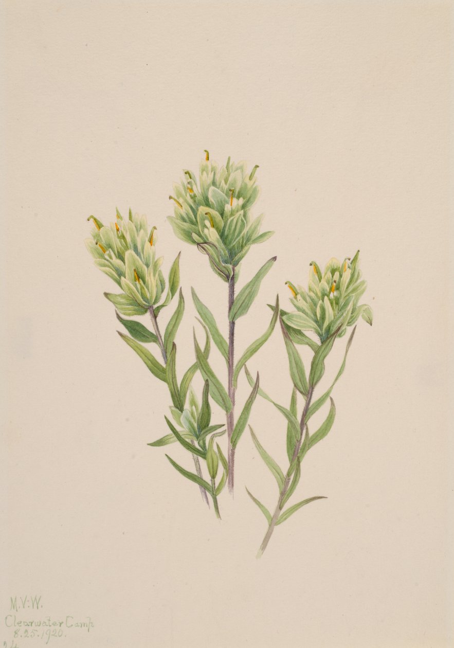 白色印度毛刷 Castilleja occidentalis, 1920. 作者 玛丽·沃克斯·沃尔科特
