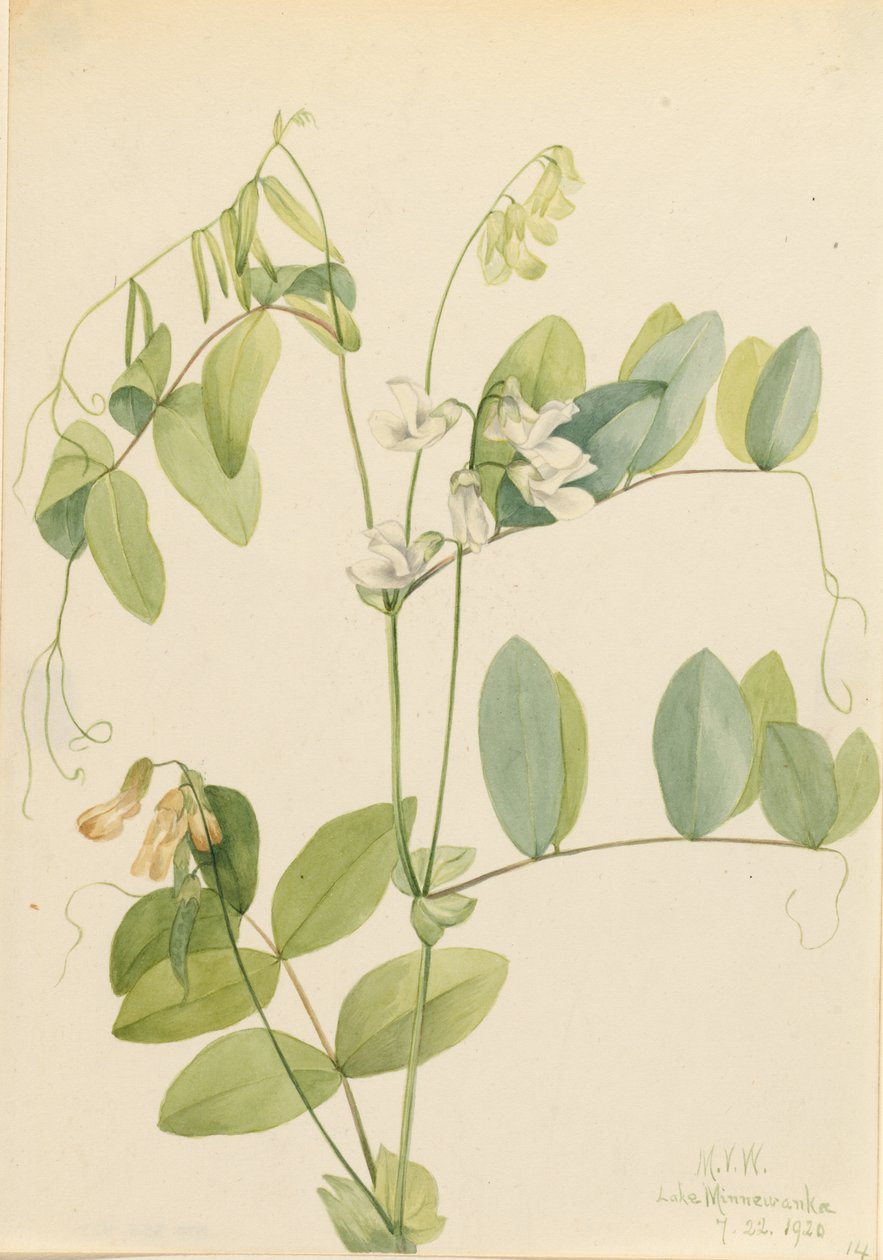 白豌豆（Lathyrus ochroleucus） 作者 玛丽·沃克斯·沃尔科特