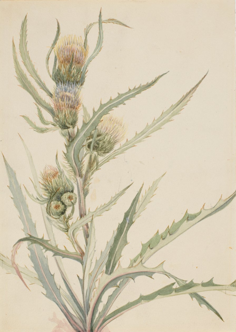 白蓟草（Cirsium hookeranum） 作者 玛丽·沃克斯·沃尔科特