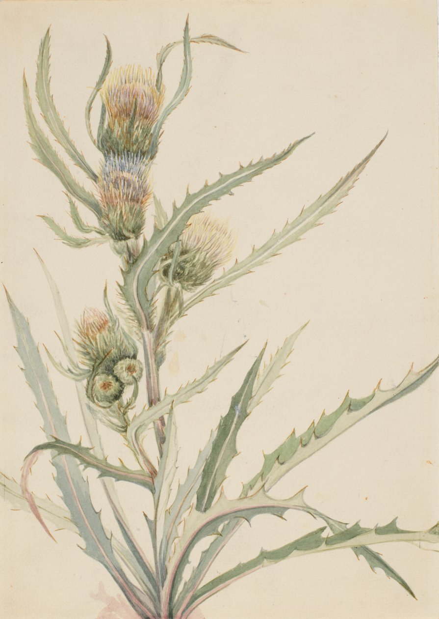 白蓟马 Cirsium hookeranum, n.d. 作者 玛丽·沃克斯·沃尔科特