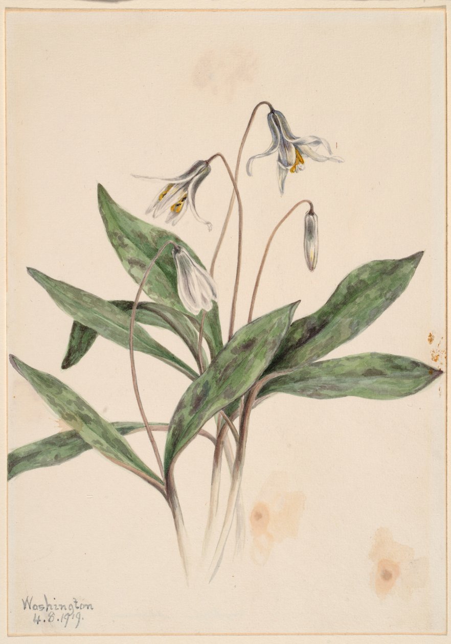 白花鱼腥草（Erythronium albidum） 作者 玛丽·沃克斯·沃尔科特