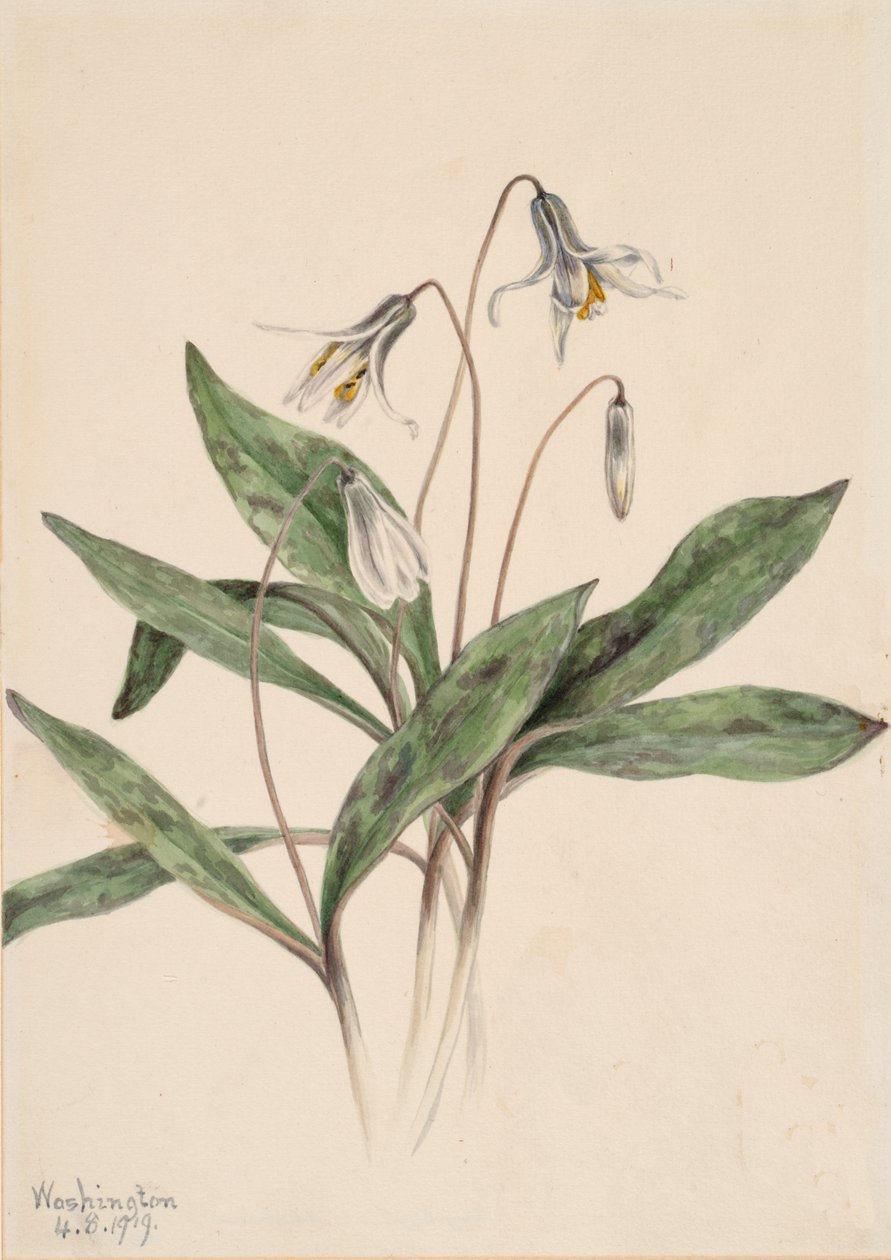 White Troutlily Erythronium albidum, 1919. 作者 玛丽·沃克斯·沃尔科特