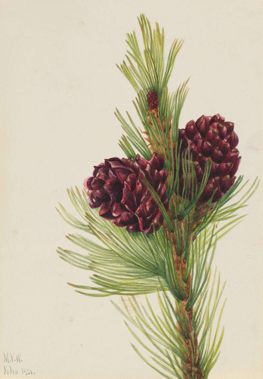 白皮松（Pinus albicaulis） 作者 玛丽·沃克斯·沃尔科特