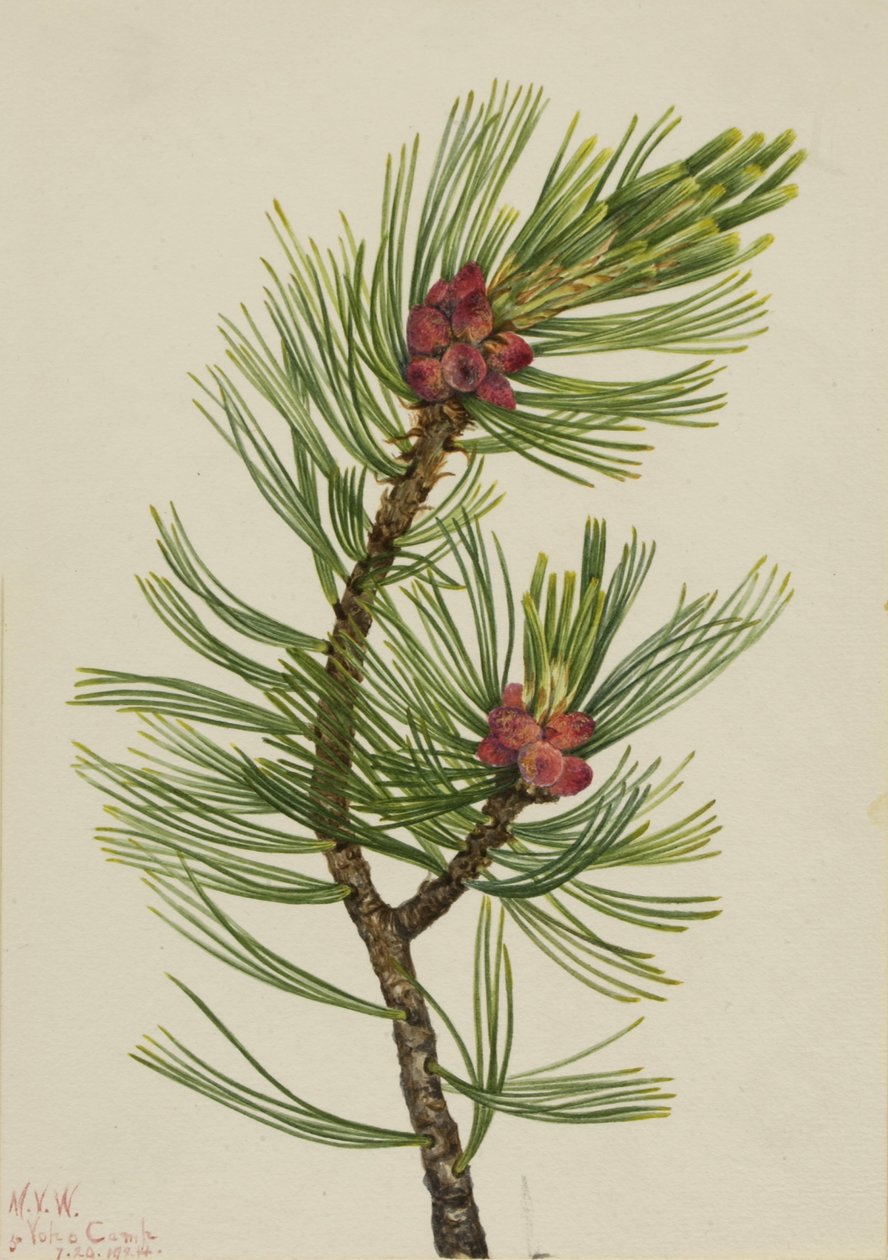 白皮松（Pinus albicaulis） 作者 玛丽·沃克斯·沃尔科特