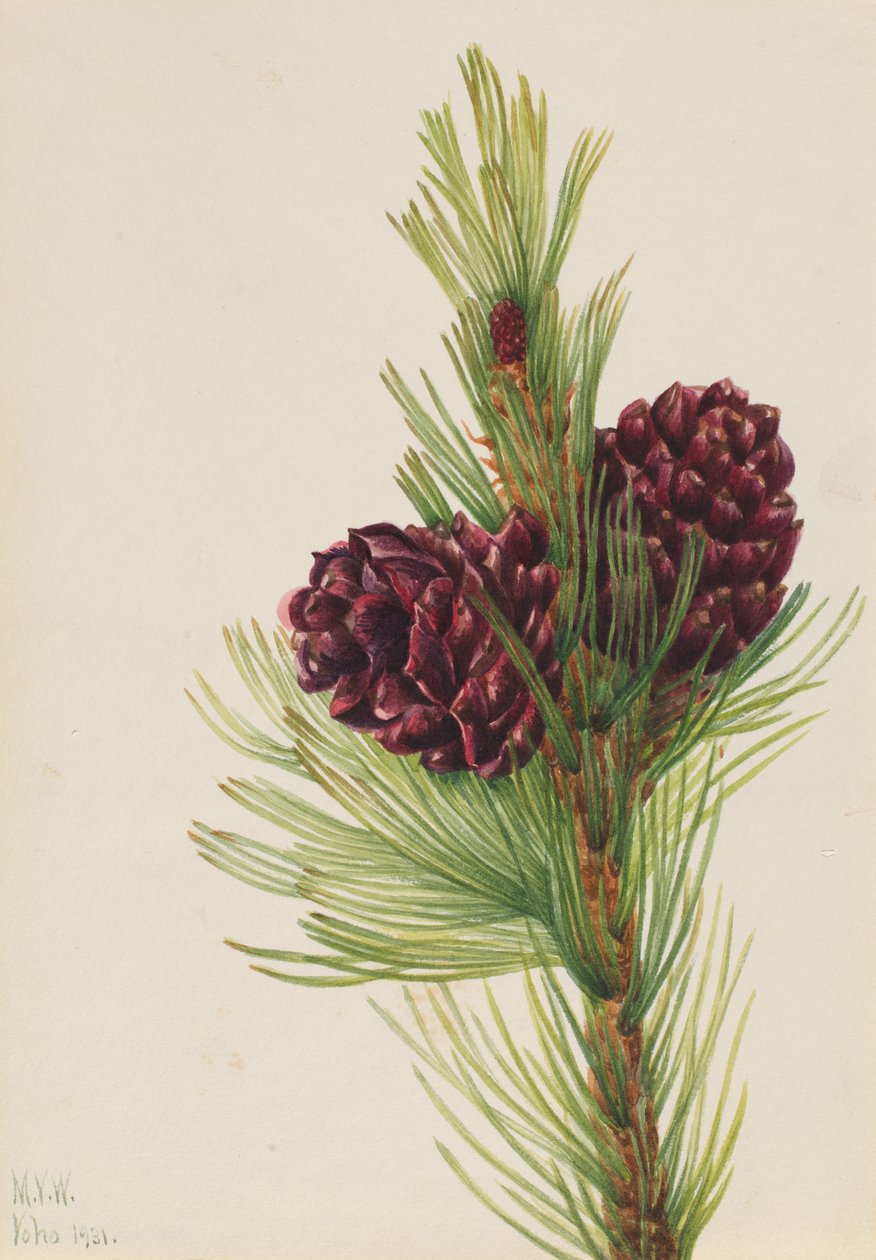 白皮松 Pinus albicaulis, 1931. 作者 玛丽·沃克斯·沃尔科特