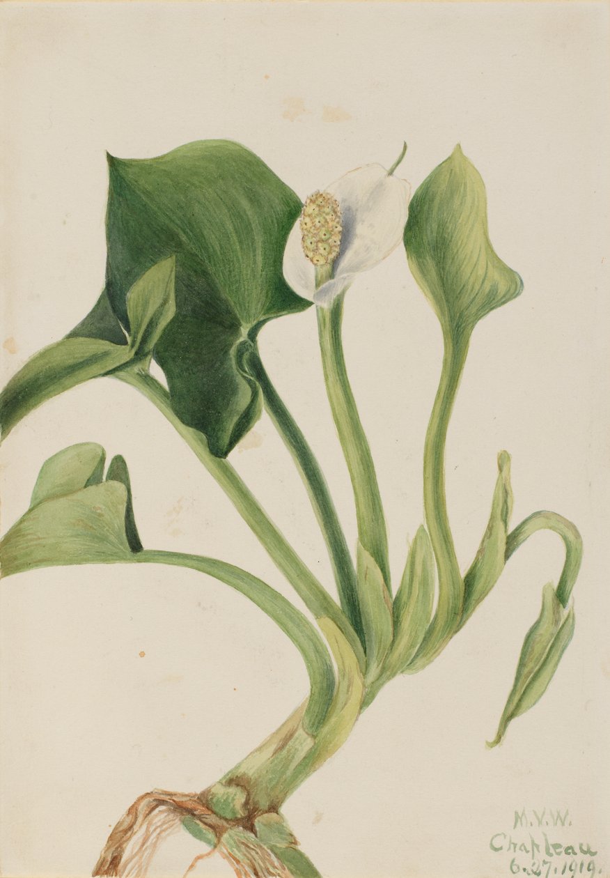 野生马蹄莲 Calla palustris, 1919. 作者 玛丽·沃克斯·沃尔科特