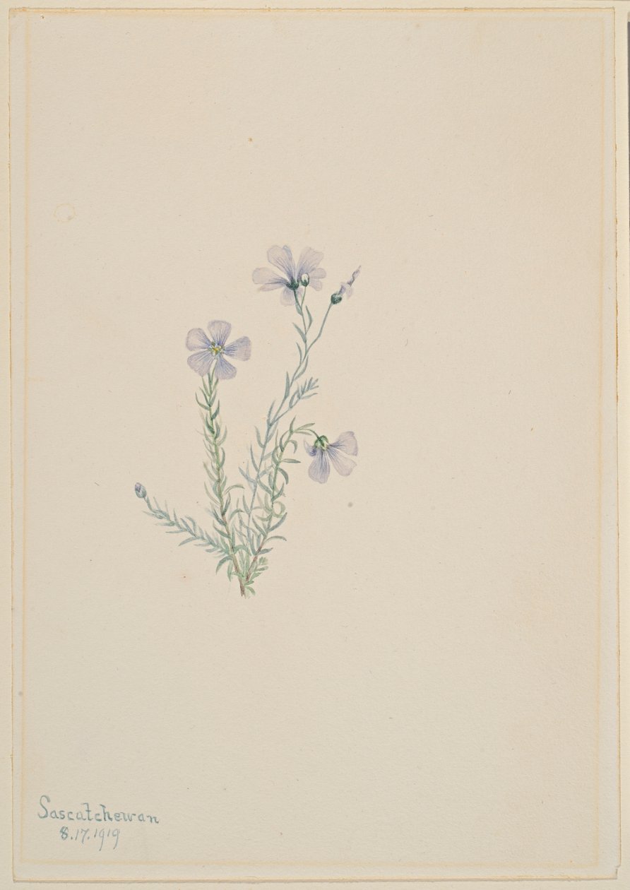 野生亚麻（Linum lewisii） 作者 玛丽·沃克斯·沃尔科特