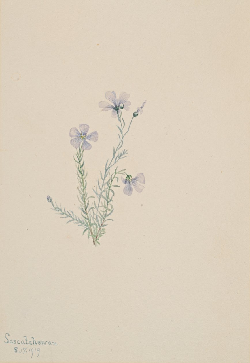 野生亚麻 Linum lewisii, 1919. 作者 玛丽·沃克斯·沃尔科特