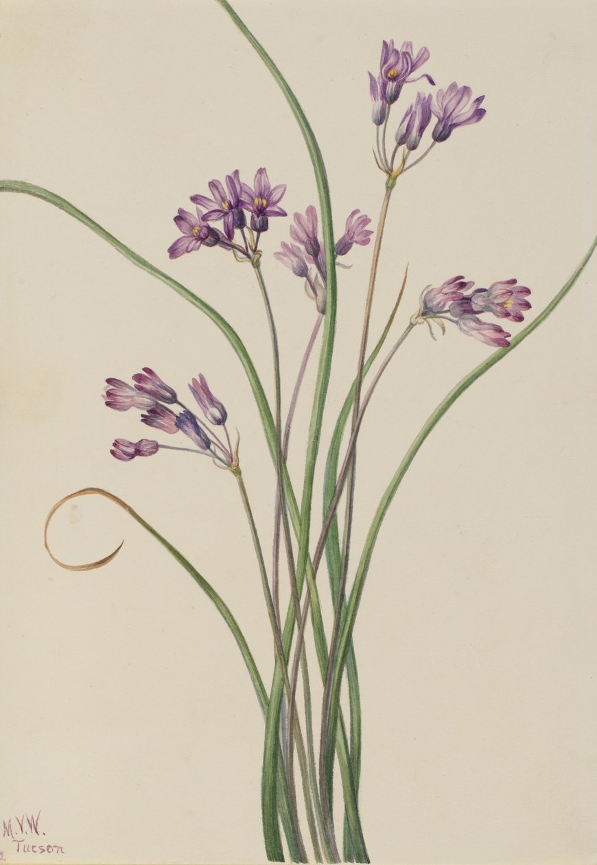 野风信子（Brodiaea pulchella） 作者 玛丽·沃克斯·沃尔科特