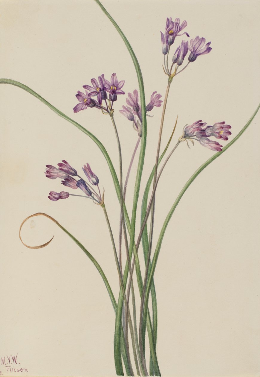 野生风信子 Brodiaea pulchella, 1927. 作者 玛丽·沃克斯·沃尔科特