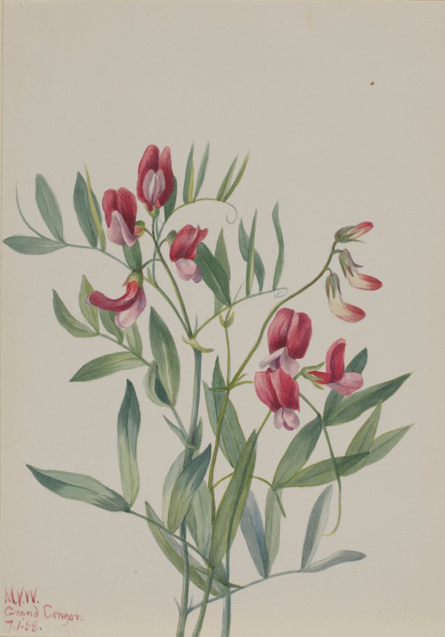 野豌豆（Lathyrus decaphyllus） 作者 玛丽·沃克斯·沃尔科特