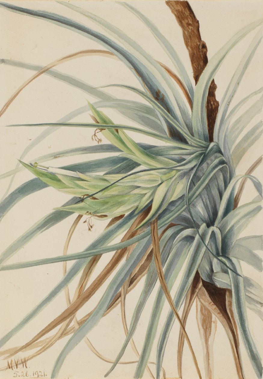 野生菠萝 Tillandsia fasciculata, 1921. 作者 玛丽·沃克斯·沃尔科特