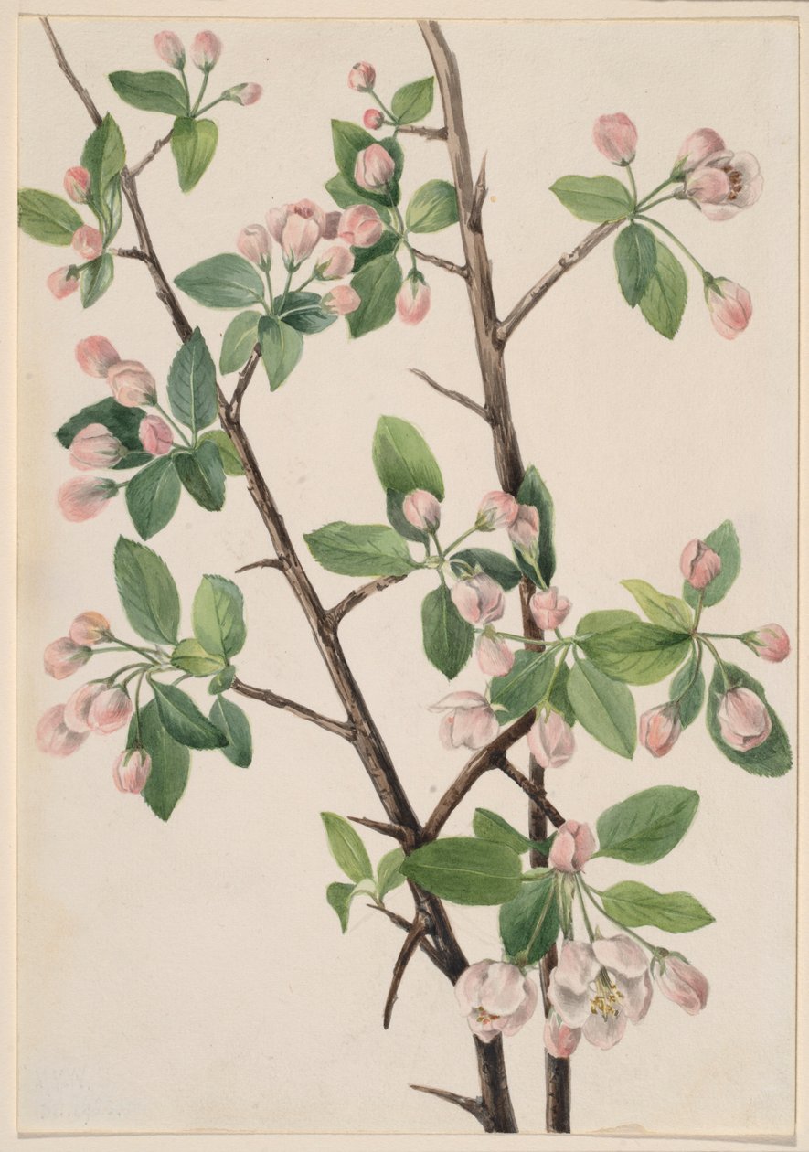 野生甜蟹（Malus coronaria） 作者 玛丽·沃克斯·沃尔科特